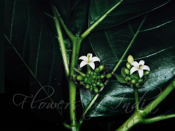 Great Morinda